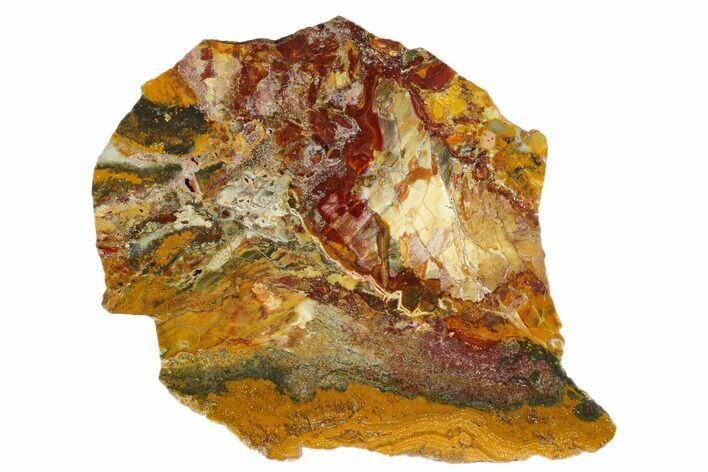 Polished Stromatolite (Conophyton) Fossil - Australia #180198